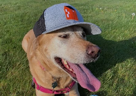 Lily the dog wearing a fazzolari baseball cap.